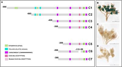 PsEND1 Is a Key Player in Pea Pollen Development Through the Modulation of Redox Homeostasis